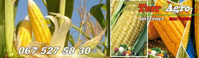 Вирощування цукрової кукурудзи у відкритому ґрунті