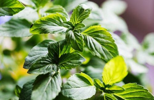 Вирощування базиліка з насіння