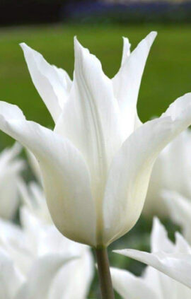 Тюльпан Уайт Елеганс 25 цибулин розмір 10/11