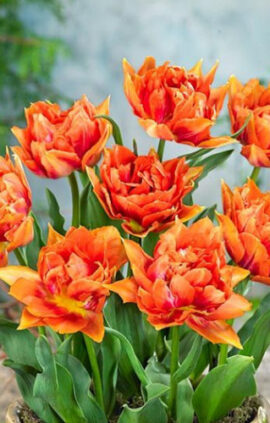 Тюльпан Вільям Ван Оранж 30 цибулин розмір 10/11