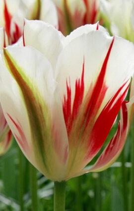 Тюльпан Фламінг Спрінг грін 25 цибулин розмір 10/11