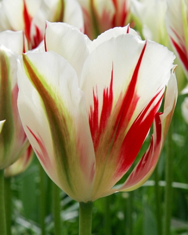 Тюльпан Фламінг Спрінг грін 25 цибулин розмір 10/11