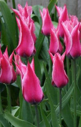 Тюльпан Йоніна 30 цибулин розмір 10/11