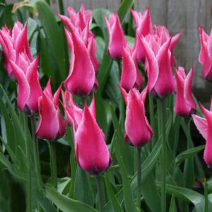 Тюльпан Йоніна 30 цибулин розмір 10/11