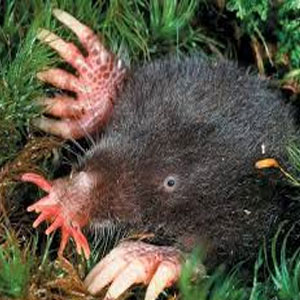 Засоби для боротьби з кротами