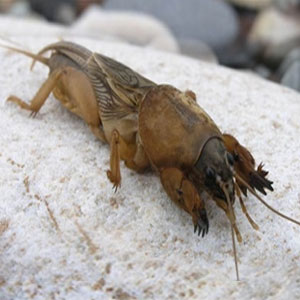 Засоби від капустянки