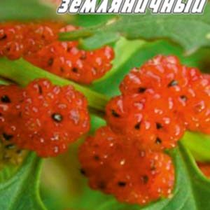 Жминда шпинат суничний