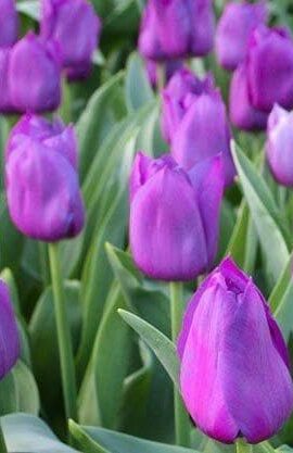 Тюльпан Блю Амейбел 30 цибулин розмір 10/11