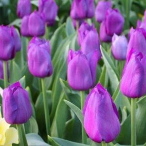 Тюльпан Блю Амейбел 30 цибулин розмір 10/11